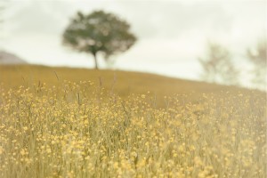 Little_Yellow_Flowers_Field_Tree