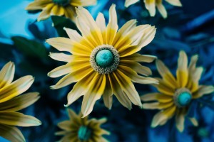 blue_yellow_flower